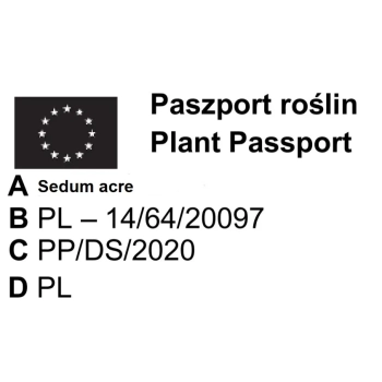 ROZCHODNIK Polar Sun - sadzonki 5 / 10 cm